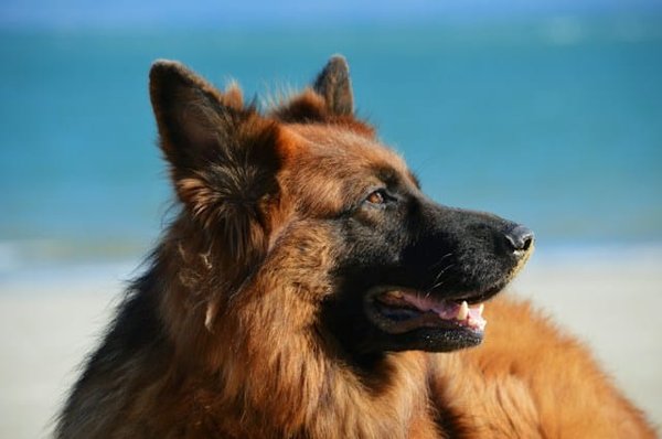 Nutritional needs of giant dog breeds