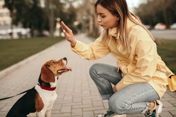 How to deal with dominant behavior in dogs